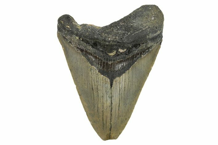 Bargain, Fossil Megalodon Tooth - Serrated Blade #296412